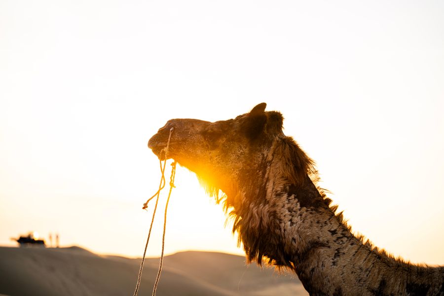 Rajasthan Desert Tour - travel highlights