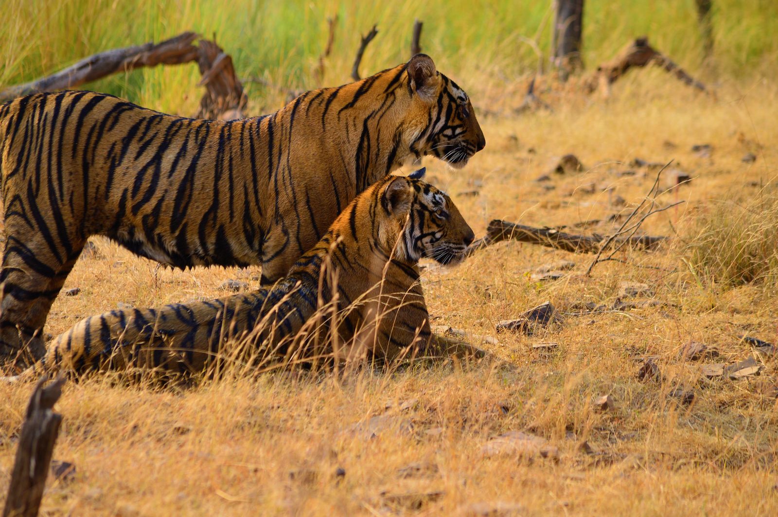 Rajasthan Wildlife Safari Tour - scenic view