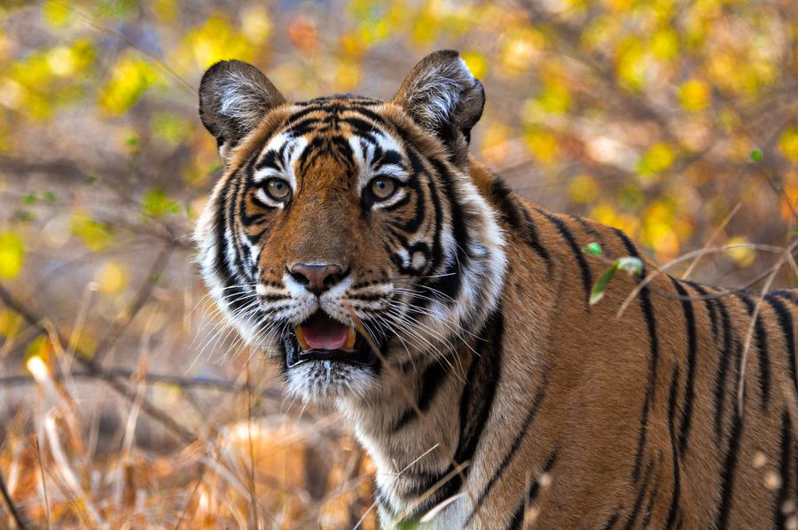 Rajasthan Wildlife Safari Tour - landmark