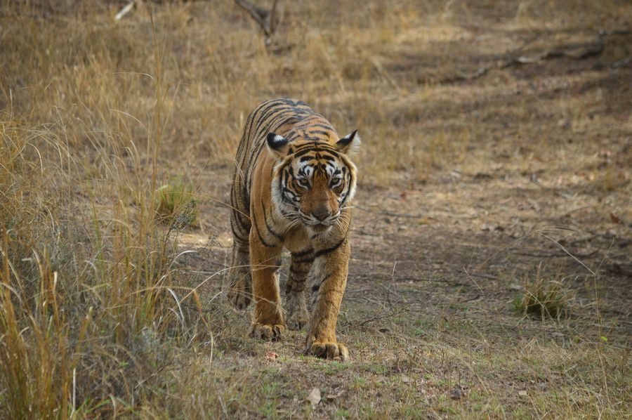 Rajasthan Wildlife Safari Tour - landscape