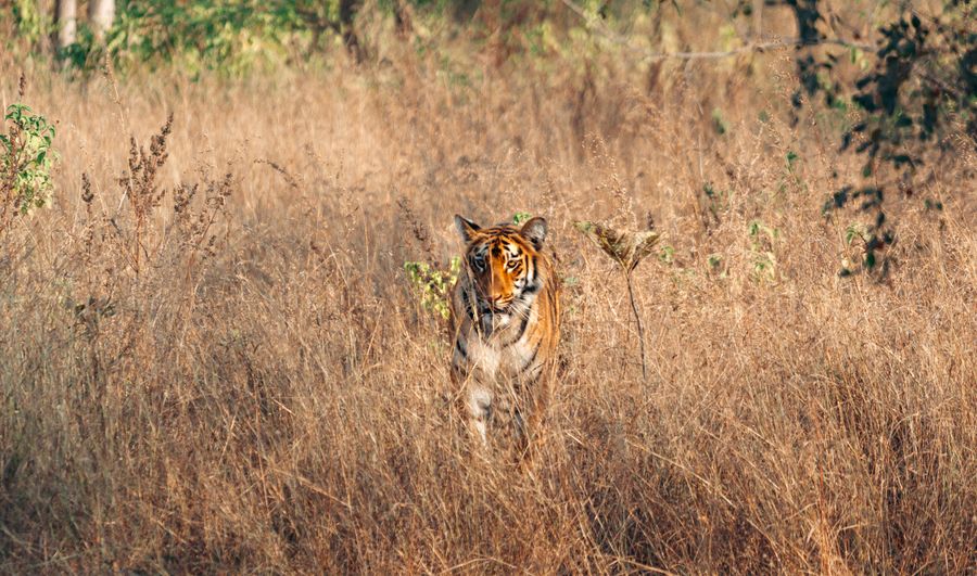 Rajasthan Wildlife Safari Tour - attractions