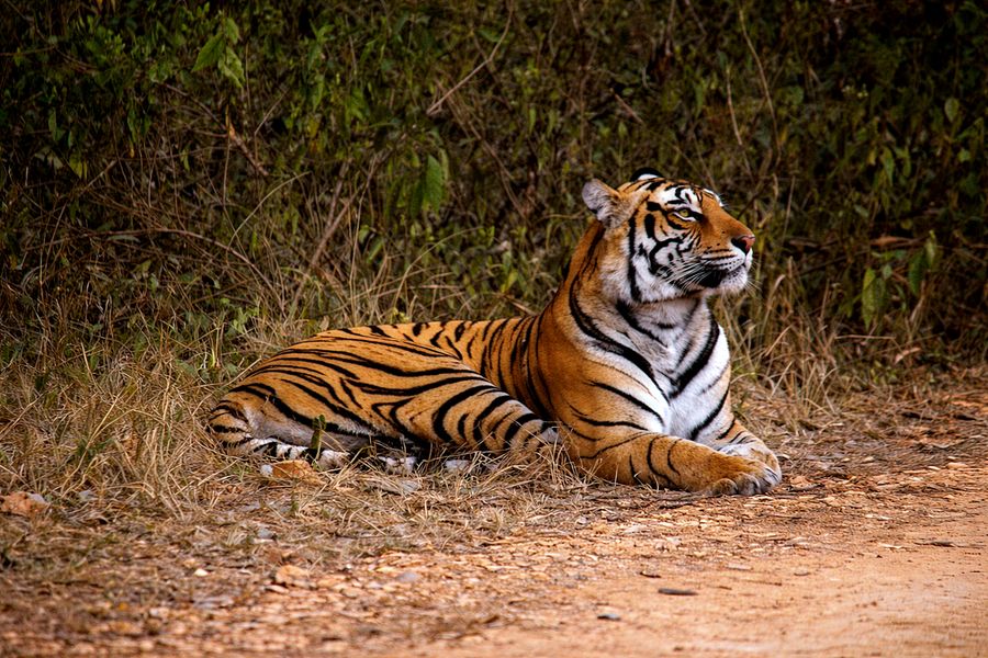 Rajasthan Wildlife Safari Tour - travel highlights